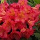 Rododendron wielkokwiatowy Balalaika pomarańczowy Ro2