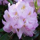 Rododendron wielkokwiatowy Anthony Waterer jasnoróżowy Ro8