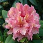 Rododendron wielkokwiatowy Brasilia pomarańczowo-różowy Ro14