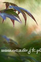 Klon palmowy Acer palmatum