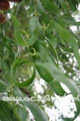 Wierzba mandżurska Salix matsudana Tortuosa