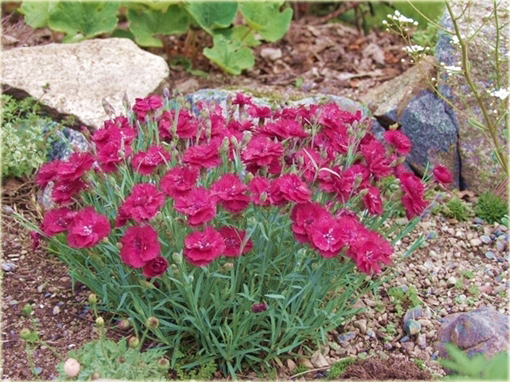 Goździk alpejski Dianthus allwoodii Alpinus