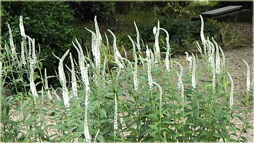  Przetacznik długolistny Schneeriesin
 Veronica longifolia

