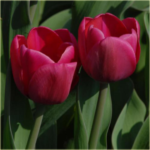 Tulipan Alma Adamkiene czerwony Tulipa Triumph