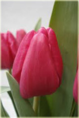 Tulipan Alma Adamkiene czerwony Tulipa Triumph