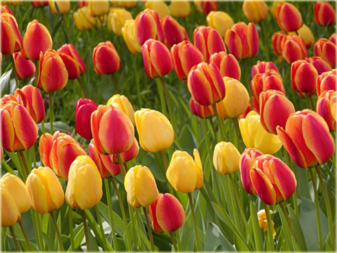 Tulipan Apeldoorns Elite czerwono żółty Tulipa Apeldoorns Elite