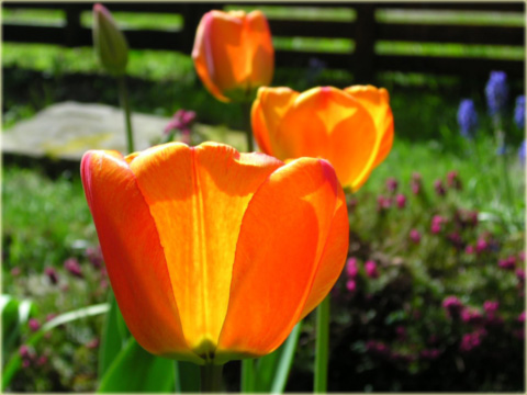 Tulipan Apeldoorns Elite czerwono żółty Tulipa Apeldoorns Elite