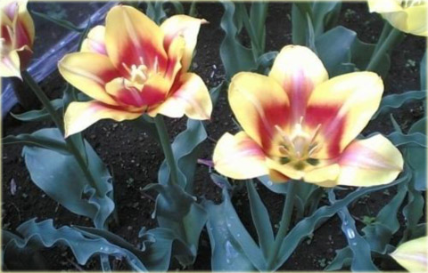Tulipan Ballade Dream czerwono zółty Tulipa Liliaceae Ballade Dream