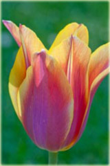 Tulipan Ballade Dream czerwono zółty Tulipa Liliaceae Ballade Dream