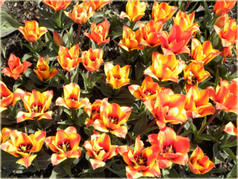 Tulipan Cape Cod żółty Tulipa Greiga