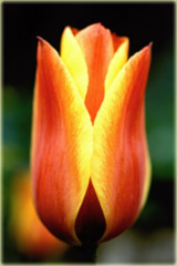 Tulipan Cape Cod żółty Tulipa Greiga