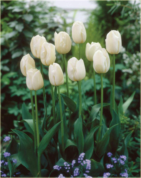 Tulipan Coquette biały Tulipa Coquette