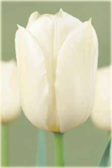 Tulipan Coquette biały Tulipa Coquette