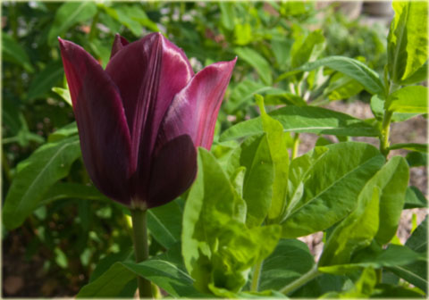 Tulipan Havran ciemnofioletowy Tulipa Triumph