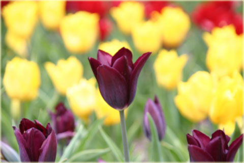 Tulipan Havran ciemnofioletowy Tulipa Triumph
