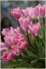 Tulipan Jolanta Kwaśniewska różowy Tulipa Triumph
