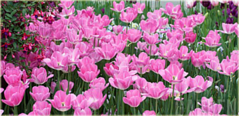 Tulipan Laura Bush różowy Tulipa Triumph