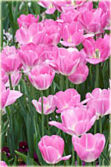 Tulipan Laura Bush różowy Tulipa Triumph