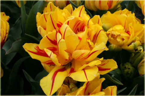 Tulipan Monsella żółto czerwony Tulipa Monsella