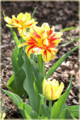 Tulipan Monsella żółto czerwony Tulipa Monsella