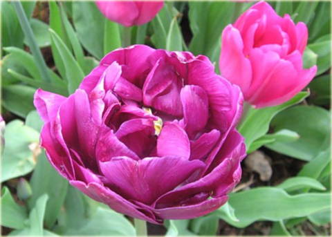 Tulipan Negrita Double fioletowy Tulipa Negrita Double