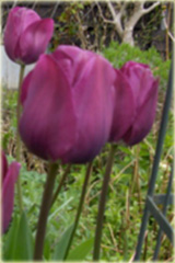 Tulipan Negrita Double fioletowy Tulipa Negrita Double