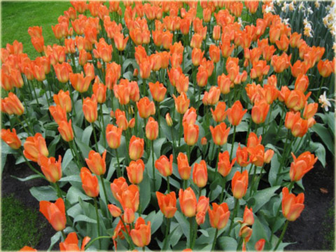Tulipan Orange Emperor pomarańczowy Tulipa Fosteriana