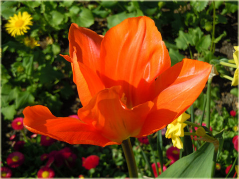 Tulipan Orange Emperor pomarańczowy Tulipa Fosteriana