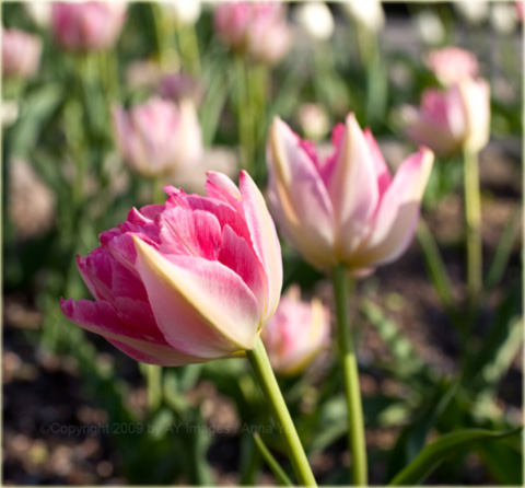 Tulipan Peach Blossom różowy Tulipa Murillo