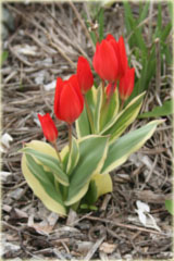 Tulipan Praestans Unicum czerwony Tulipa Praestans