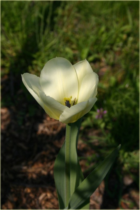 Tulipan Purissima żółto biały Tulipa Fosteriana