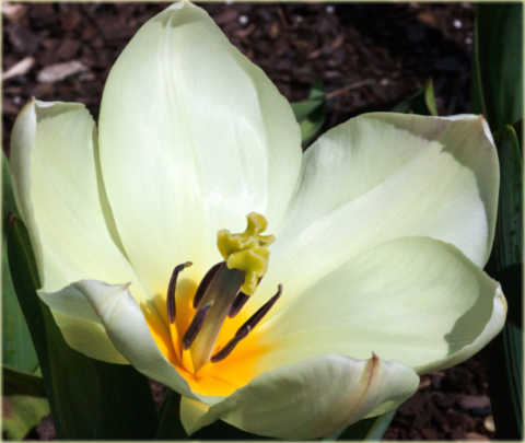 Tulipan Purissima żółto biały Tulipa Fosteriana