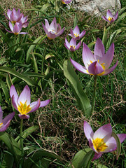 Tulipan skalny, tulipa saxatilis