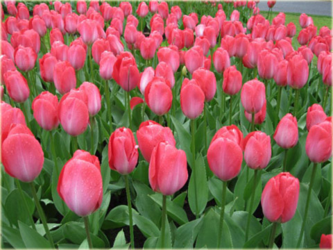Tulipan Van Eijk różowy Tulipa Van Eijk