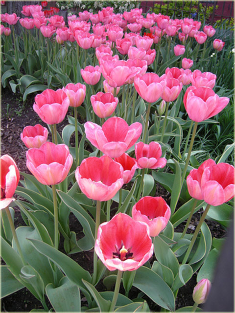 Tulipan Van Eijk różowy Tulipa Van Eijk