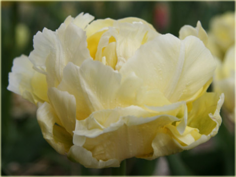 Tulipan Verona żółty Tulipa Verona