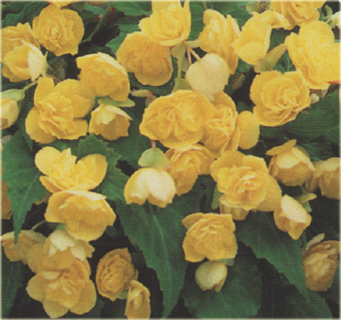 Begonia Multiflora Maxima żółta Multiflora Maxima
