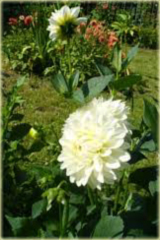 Dalia dekoracyjna Wittem Dahlia hybrida
