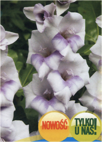 Mieczyk wielkokwiatowy 00.223-02, Gladiolus hybridus