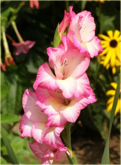 Mieczyk wielokwiatowy 02.139-02, Gladiolus hybridus