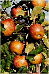 Jabłoń domowa Red Boskoop Malus domestica Red Boskoop
