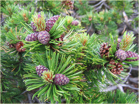 Kosodrzewina Montana Pinus mugo Montana