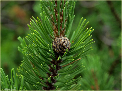 Kosodrzewina Montana Pinus mugo Montana