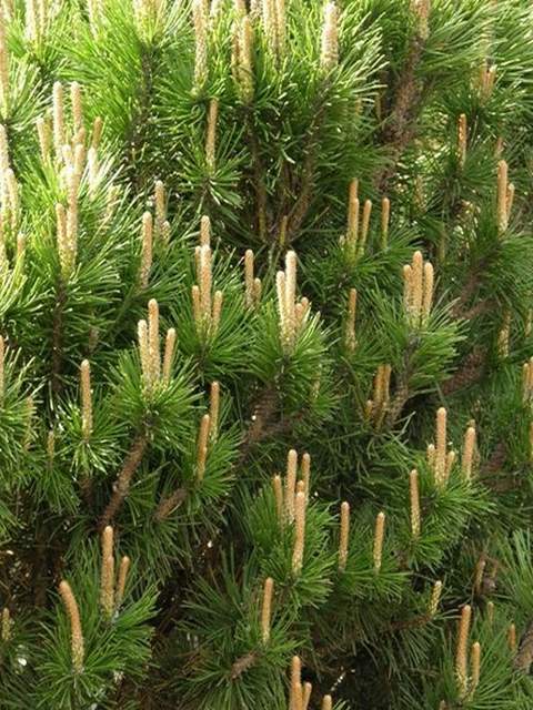 Kosodrzewina mughus Pinus mugo mughus