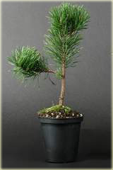 Kosodrzewina pumilio Pinus mugo pumilio