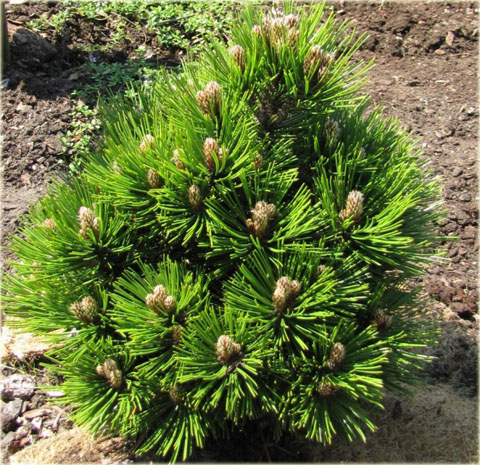 Sosna bośniacka Pinus leucodermis