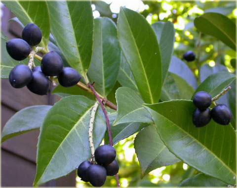Laurowiśnia wschodnia, wawrzynośliwa Prunus laurocerasus, śliwa wawrzynolistna