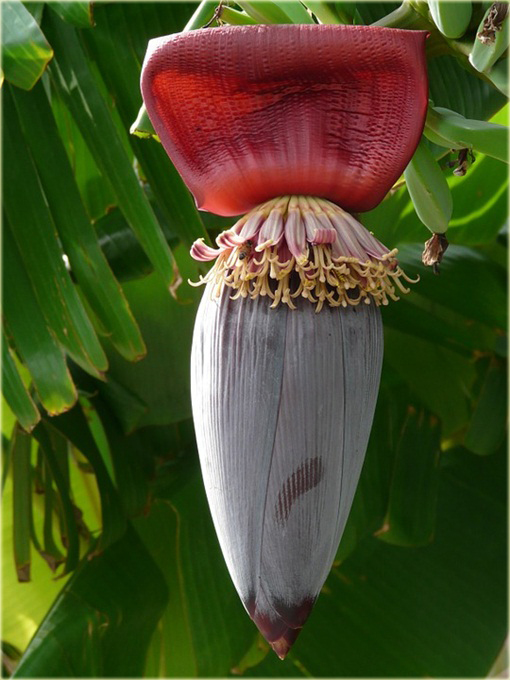 Banan czerwony jadalny Musa