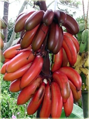 Banan czerwony jadalny Musa