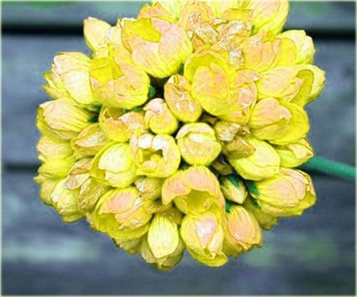 Geranium żółte kanarkowe, pelargonia, anginka